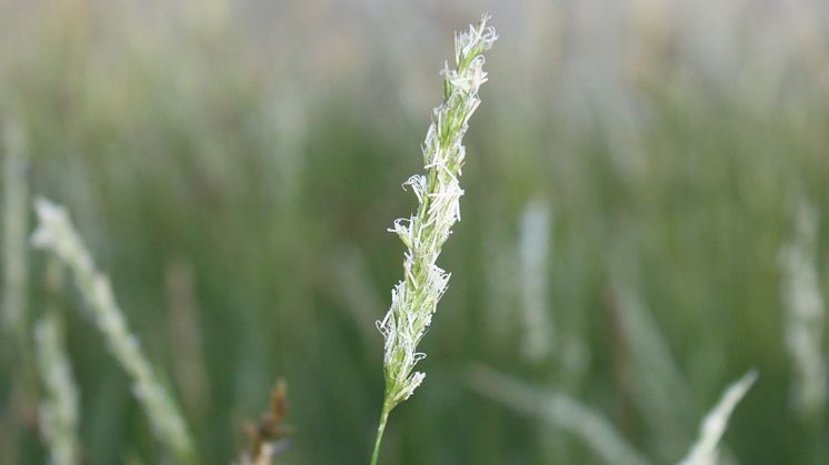 Höstälväxing, Sesleria autumnalis Vårnyhet 2014, Blomsterlandet