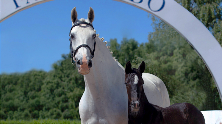 Holsteiner Premium Foal Auction at Falsterbo Horse Show