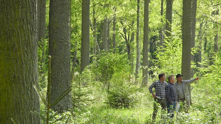 Ekskogen på Visingsö