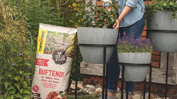 Floragard_Duftend_Gartenambiente