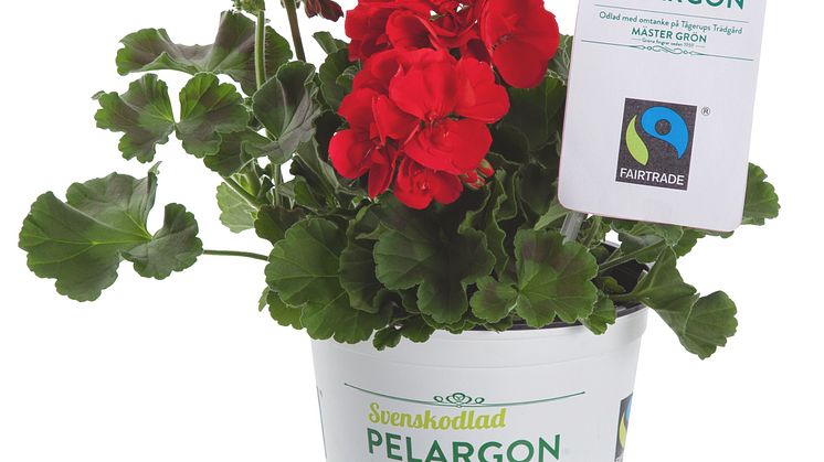 Fairtrade-märkt pelargon.