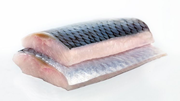 Total pelagic exports reach NOK 2.1 billion in Q1 2017