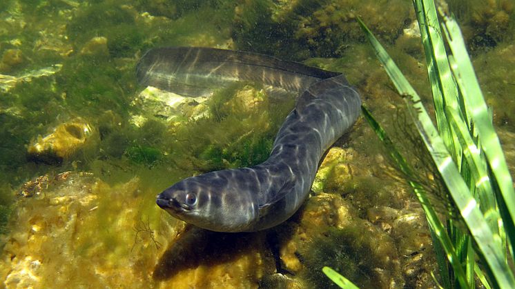 Blankål / Silver eel