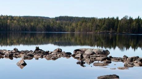 Analysen av kräftfynd i Skara klar: Det var inte marmorkräftor utan signalkräftor