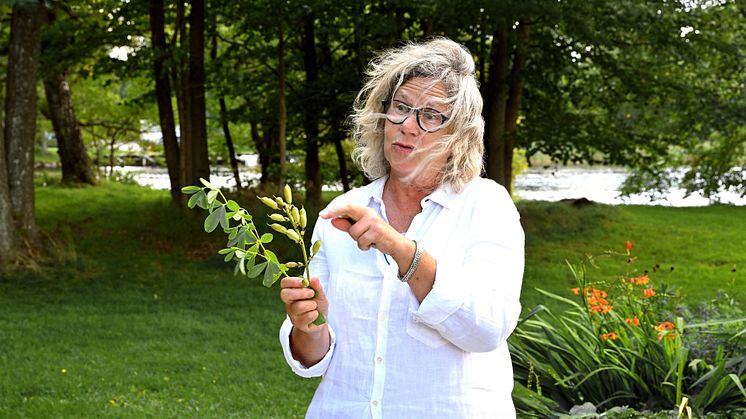 Aspen sol_Gunnel Carlsson STOR kopiera.jpg