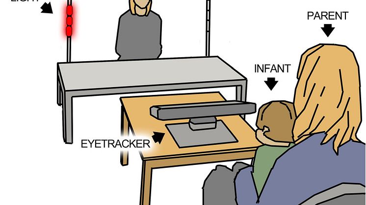 Illustration av experimentet som undersökte initiering av delad uppmärksamhet hos spädbarn. Illustration: Pär Nyström