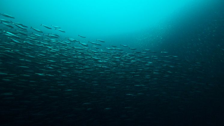 Shoal of Atlantic herring at the Norwegian coast. Image courtesy Per Eide from the film The Silver of the Sea by blaastfilm.no.