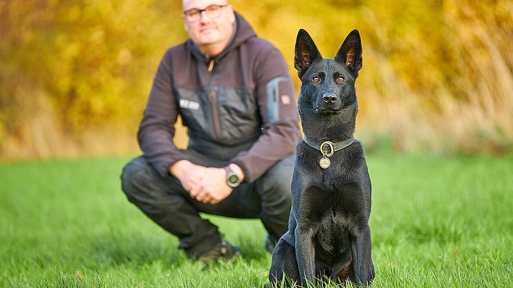 En ny opgørelse fra If Forsikring viser, at danskerne i stigende grad forsikrer deres hunde som fuldgyldige familiemedlemmer. Foto: Martin Witt.