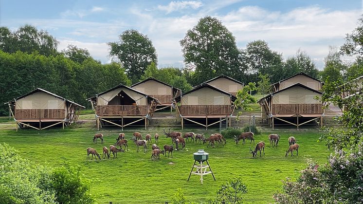Den 22 juni är det premiär för glampingsatsningen Wild Lodge i Skånes Djurpark.