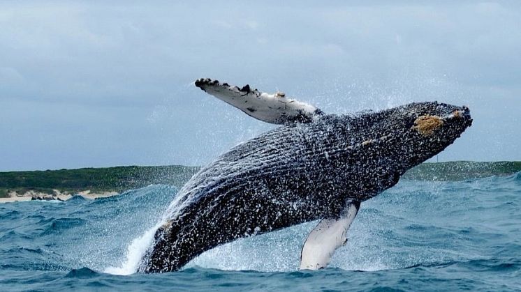 Wildlife Heritage Areas: Nytt världsprojekt ska skydda djur och natur