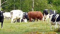 Ekologisk produktion – mindre övergödning