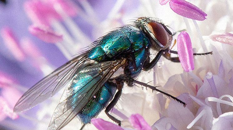 Närbild på pollinerande spyfluga. Bilden ägs av Pollinera Sverige, fotograf: Lena Granefelt