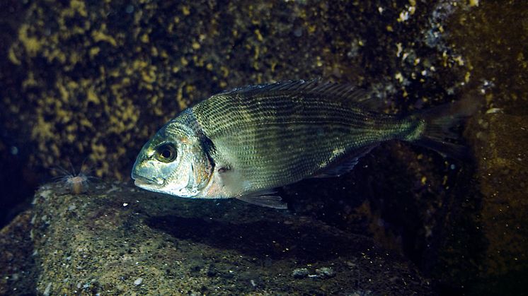Guldsparid högupplöst