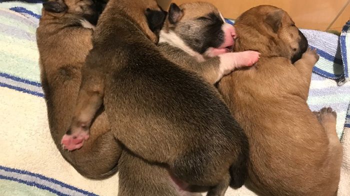 Foto: Veterinäramt/LK Barnim