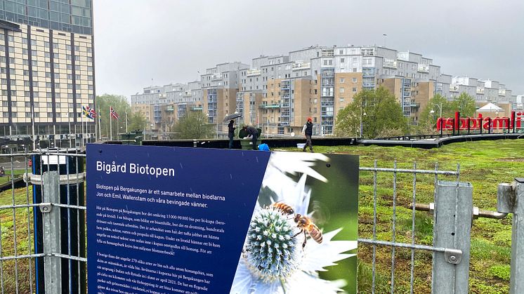 I Biotopen på Bergakungens tak bor nu 240 000 nya hyresgäster i sina bikupor. Förhoppningen är en ökad pollinering i grönområden i närheten.