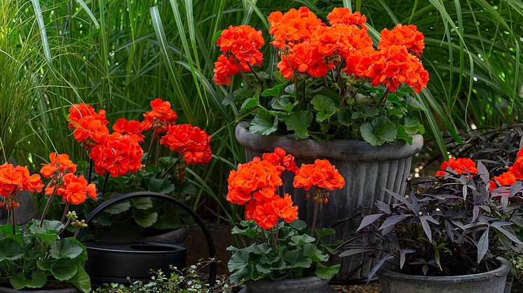 Pelargonium x hortorum Moonlight ’Guido’  - en kaxig blomma som flirtar med 70-talets trendiga färgkombinationer