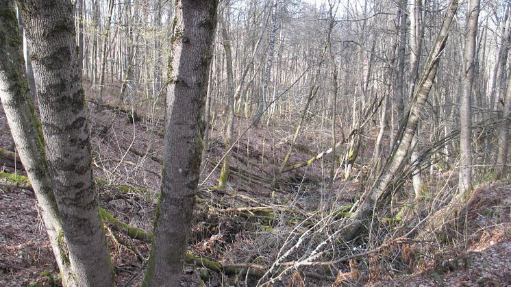 Naturreservatet Lena borg