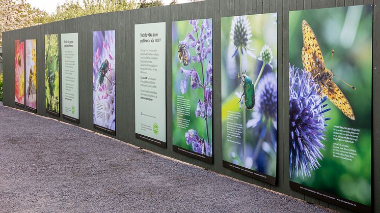 Plantfest och SURR på Rosendals trädgårdar