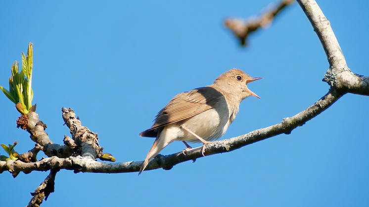 Trush nightingale