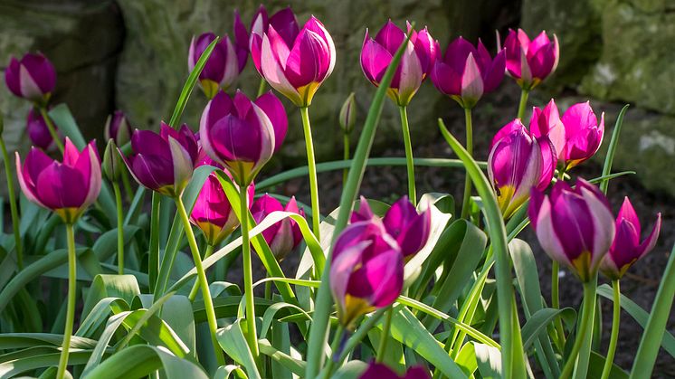Tulipa humilis Persian Pearl-iBulb