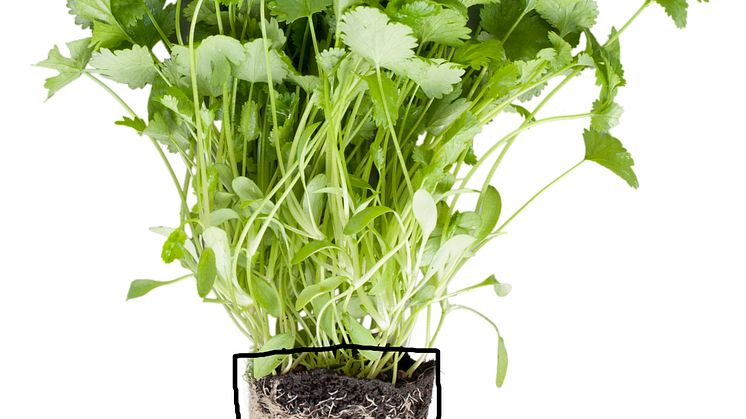 Koriander (Coriandrum sativum)
