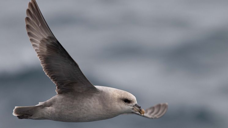 The northern fulmar (Photo: Lars Ursem)