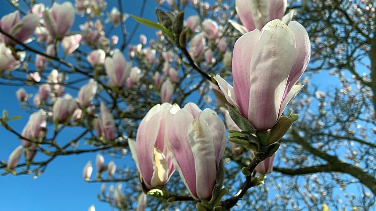 magnolia.jpg