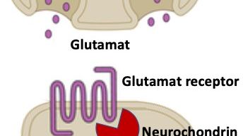 Connections two neurons and glutamate