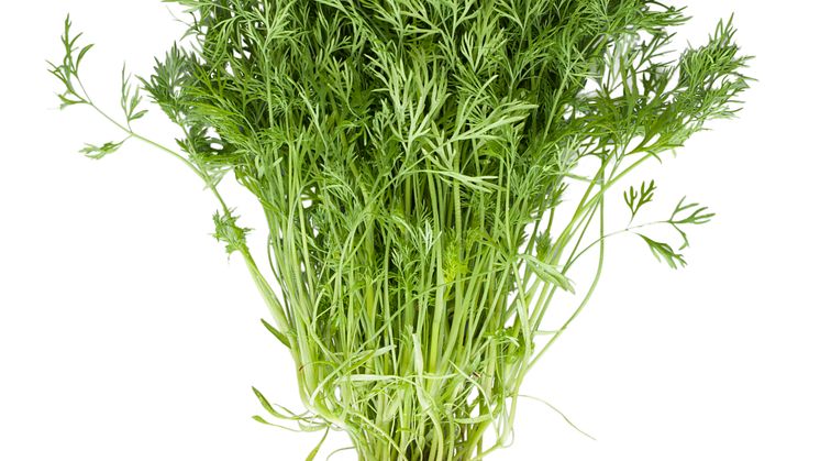 Dill (Anethum graveolens)