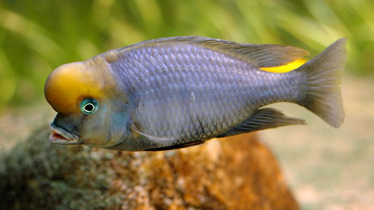Blå delfinciklid. Pressbild 6 Akvariet