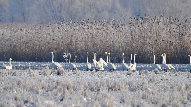 Sie "singen" wieder im Nationalpark Unteres Odertal: Die Singschwäne fühlen sich dort wohl in der Uckermark. Foto: Milena Kreiling. 