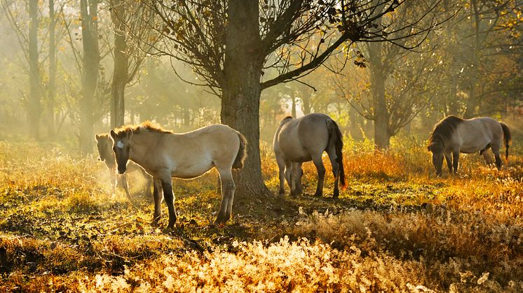 Morgonbete i Naturpark Barmin