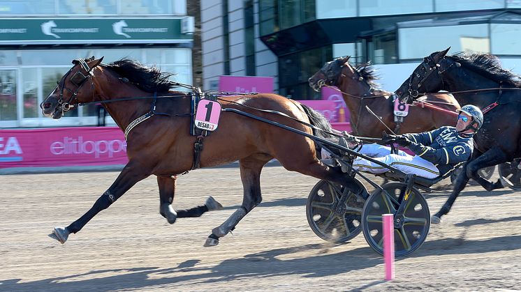 Night Brodde blev Folkets Häst och tar sista platsen i Elitloppet 2022. Foto: TR Bild