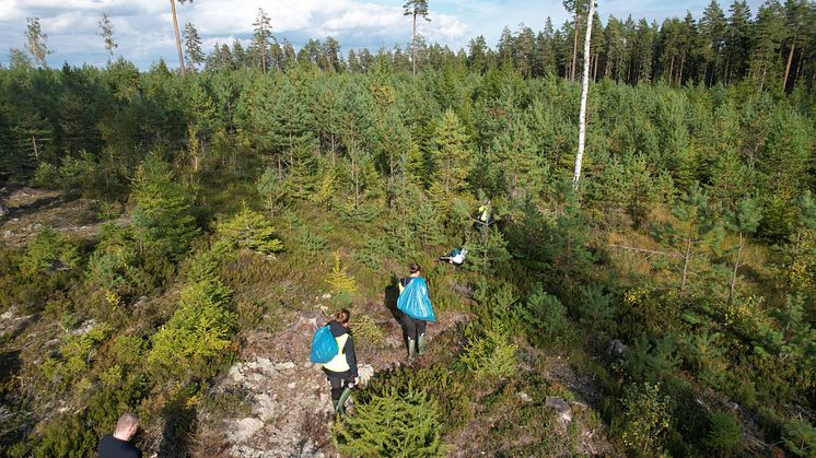 Sökandet efter vildsvinskadaver fortsätter. Hittills har 53 kadaver med smitta påträffats, samtliga inom en begränsad del av det så kallade kärnområdet. Foto: Jordbruksverket