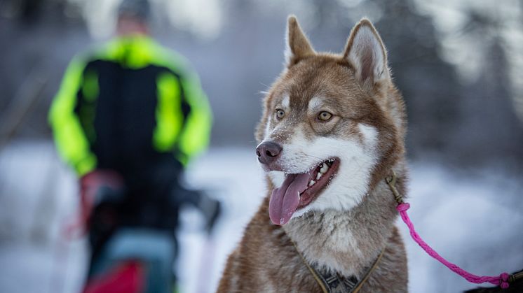 Årets bragdhund 2022 Wild Tribe´s Cáppis. Foto Michael Engman