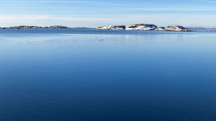 Som helhet visar HaV:s bedömning att tillståndet för havens arter och livsmiljöer är fortsatt kritiskt. Foto: Karin Pettersson/HaV