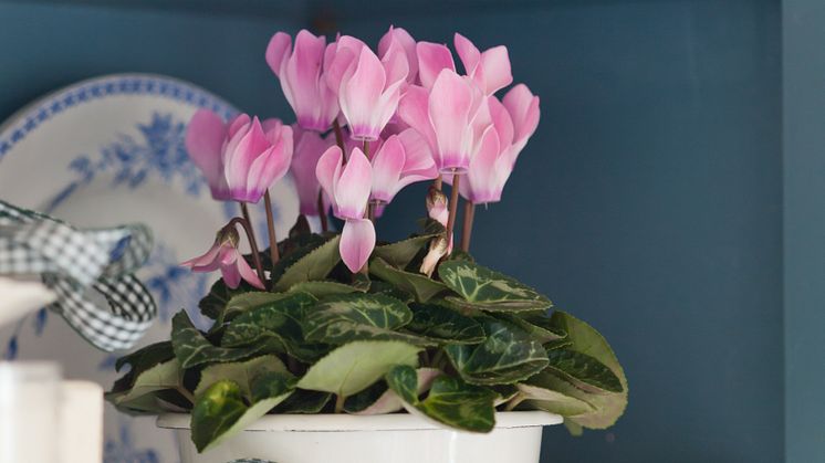 Cyclamen persicum