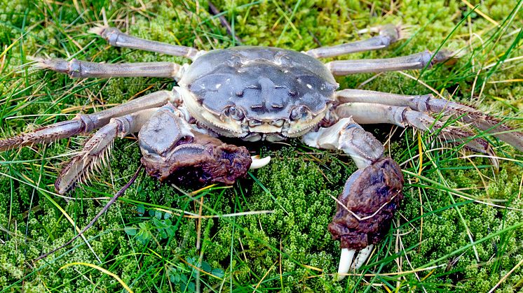 Den invasiva kinesiska ullhandskrabban lever i både sött och salt vatten. Foto: Matz Berggren/HaV