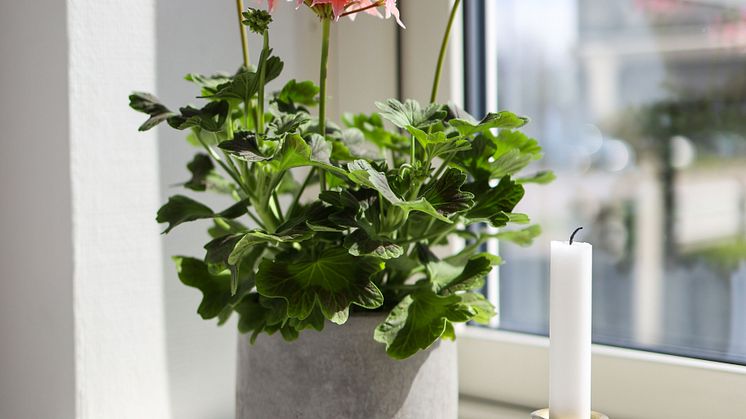 Årets Pelargon 2025 Pelargonium Summer Twist Rose foto SydGrönt (13).jpg