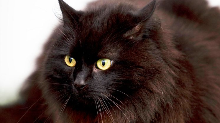 Äldre katt 