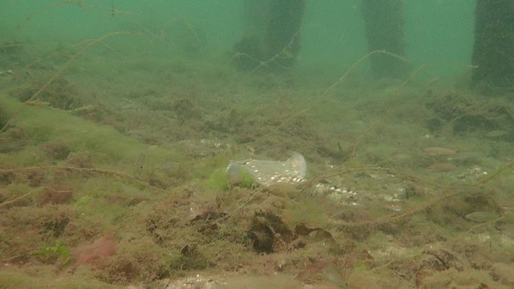 Knaggrocka simmar ut i havet