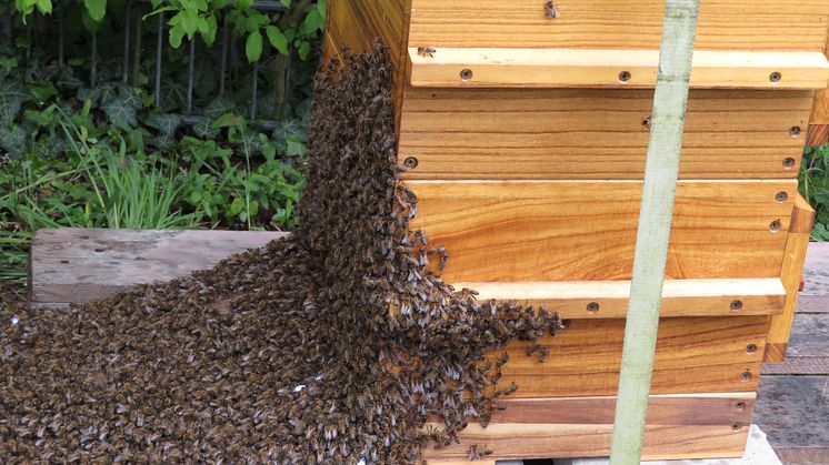 Nahaufnahme des Bienenvolkes mit 20.000 Bienen am DOYMA-Bienenhaus