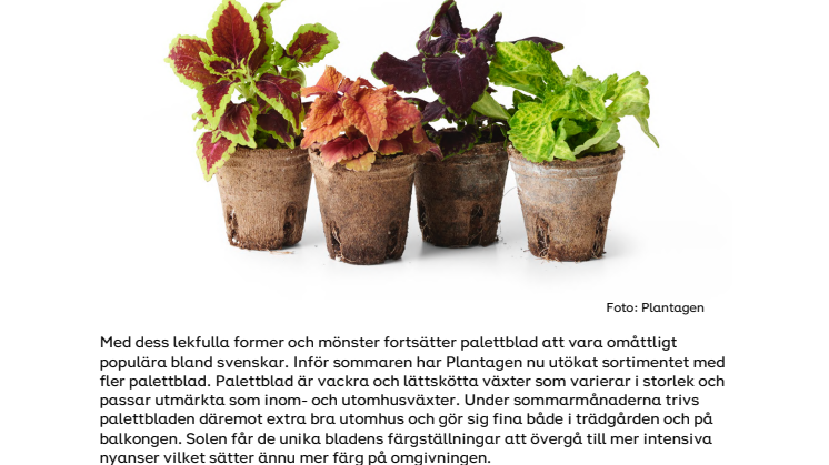 NYHETSBREV - Plantagen tipsar om hur du sköter om dina palettblad och tar sticklingar.pdf