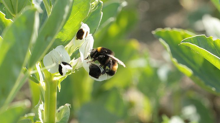 Mörk jordhumla pollinerar åkerböna. Foto: Chloë Raderschall