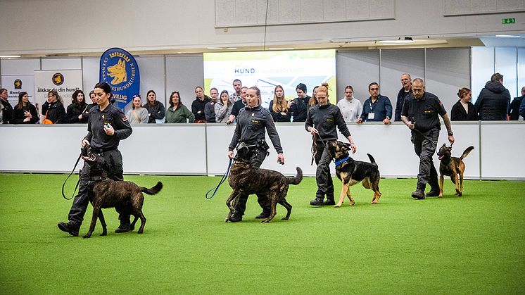 Elmia Hund 2025 väktarhundar.jpg