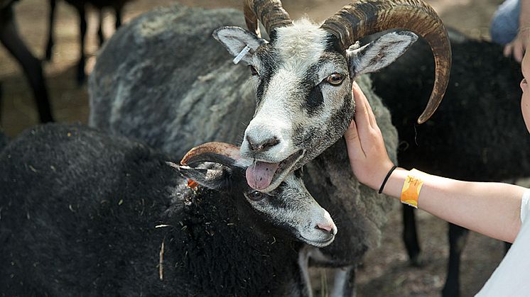Barnens zoo ger det god möjlighet till närkontakt med djur. Foto: Peter Svensson
