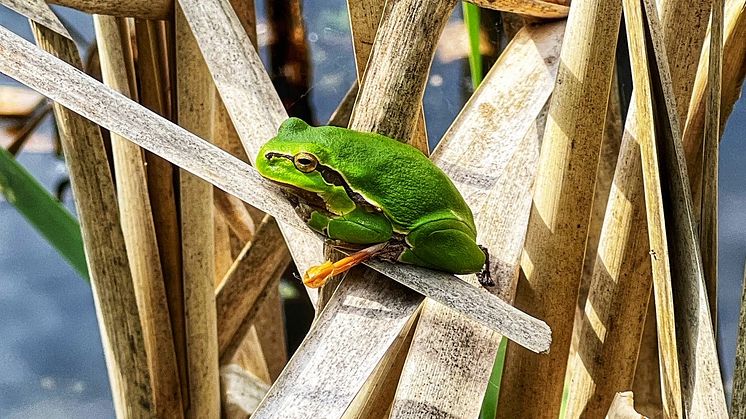 Lövgroda vid Snogeholmssjön, fotograferad under förra årets Grodliv i Snogeholm. Fotograf: Maria Petersson.