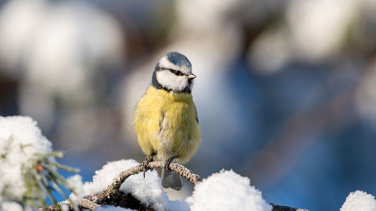 Sista helgen i januari är det den landsomfattande fågelräkningen Vinterfåglar inpå knuten, där alla är välkomna att delta och räkna vilka fåglar som dyker upp hemma vid fågelmataren. Kanske ser du en blåmes likt denna. Foto: Andreas Eriksson.