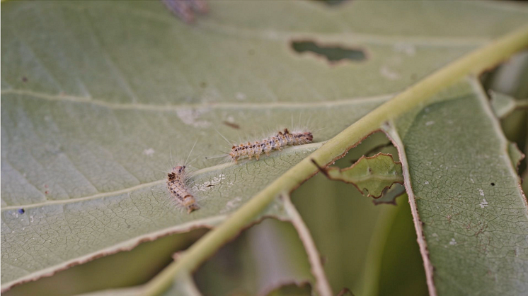 Restoring Tranquility to Paradise: Inside the Latest Pest Control Project Using DJI’s Spraying Drones