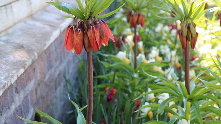 imperialis ’Red Beauty’